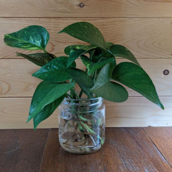 Pothos Plant Cuttings