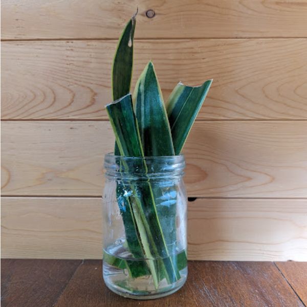 Snake Plant Cuttings