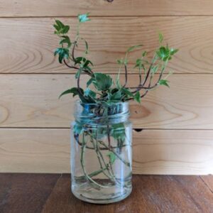 White Ripple Ivy Plant Cuttings
